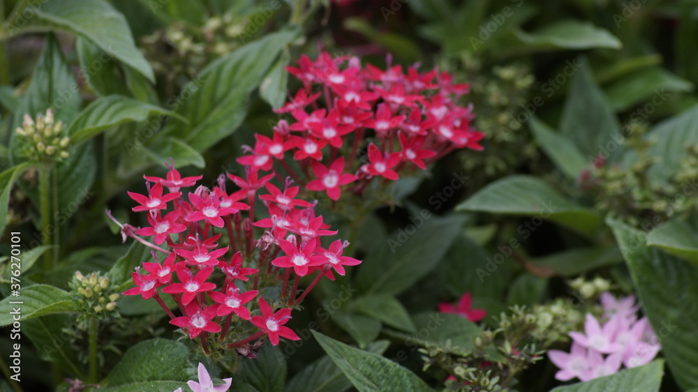 Obraz premium flowers in the park