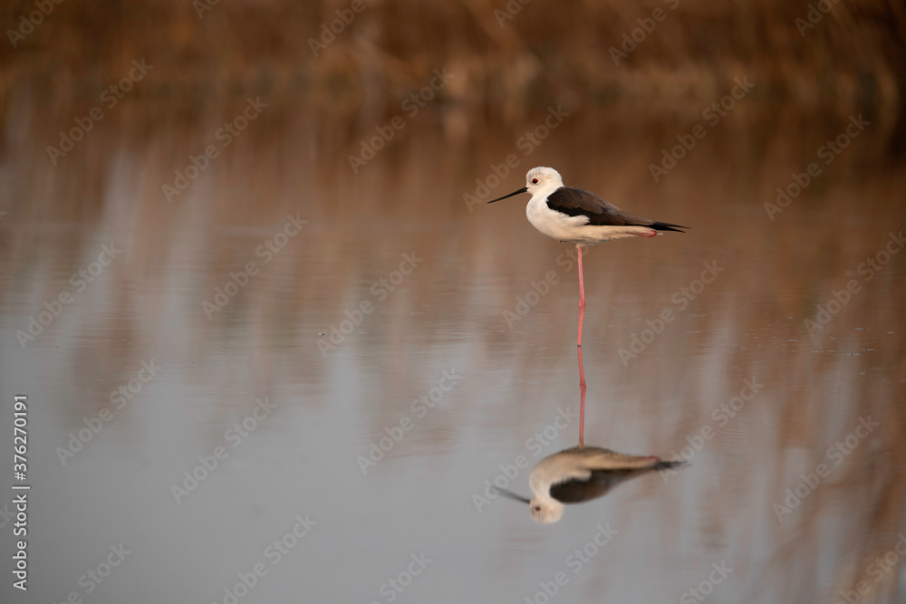 Obraz premium Black-winged Stilt and dramatic reflection at Asker marsh , Bahrain