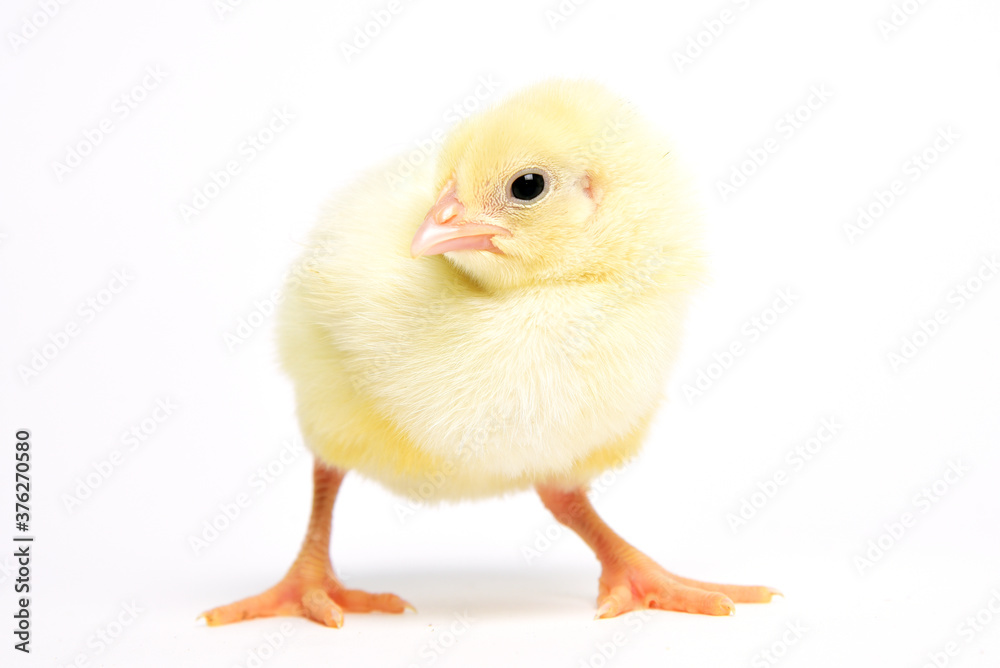Obraz premium Young chicken broiler in the studio on a white background. Bird raising