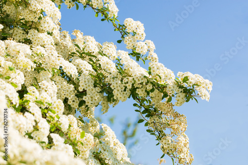 Floral background with bush on the flowerbed photo