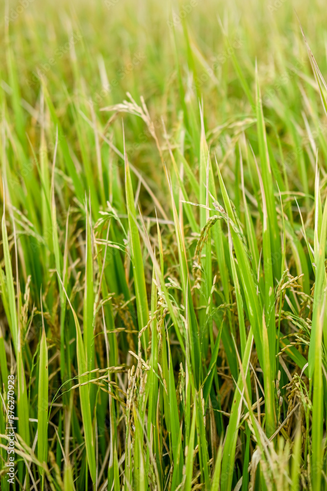 Green rice field agriculture area in Thailand, selective focus Green rice field agriculture area in Thailand, selective focus