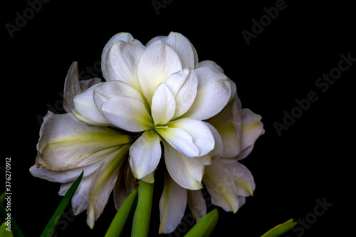 white st.joseph's lily close up