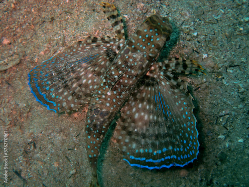 Flying gurnard wit wings spread photo