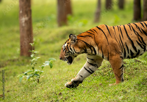 Closeup of tiger in lush green forest of Kabini Tiger Reserve  India