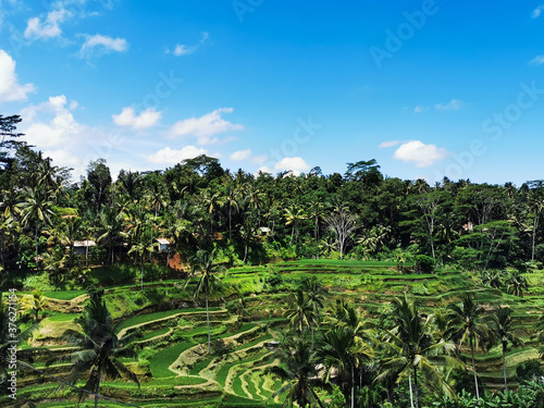 Rice terraces of Bali