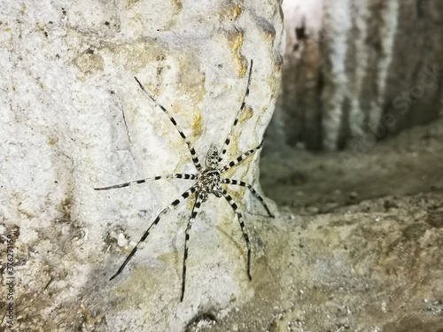 Cave spider  Khao Sok