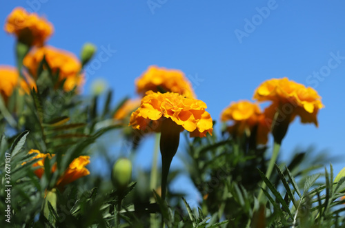 Orange marigold flowers in a garden