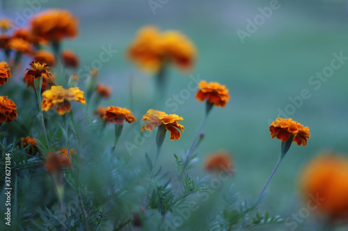 Orange marigold flowers in a garden