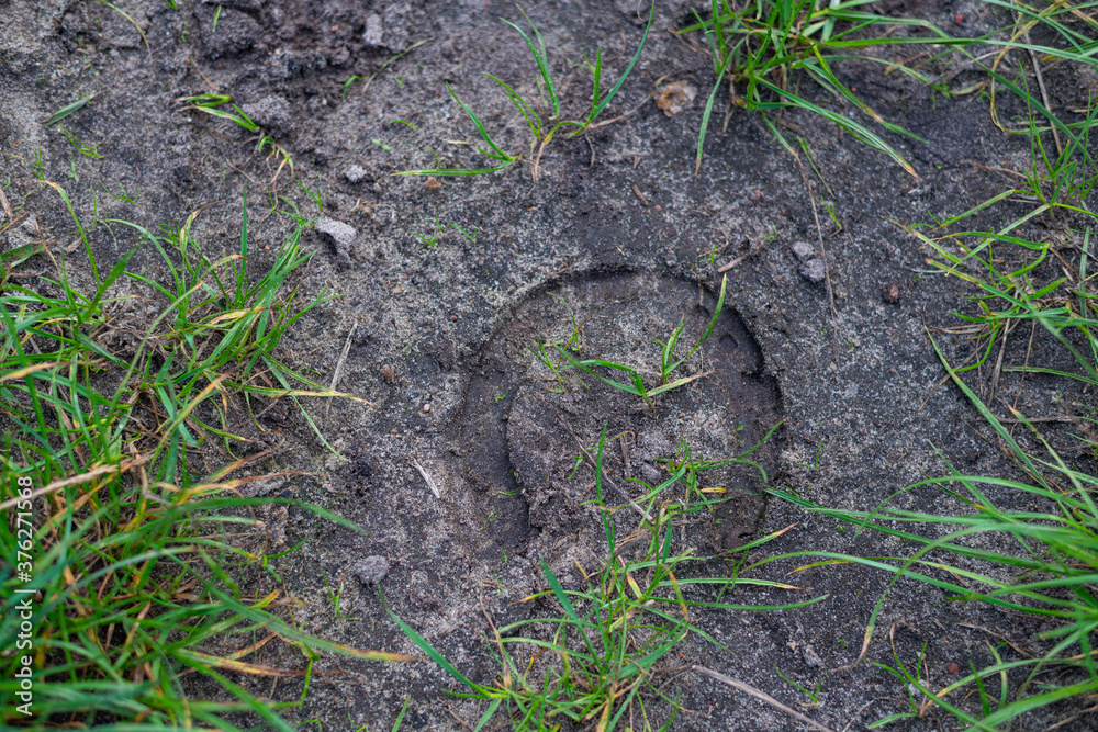 a hoof print in the dark sand on a dirt road with green grass in the picture a hoof print in the dark sand on a dirt road with green grass in the picture