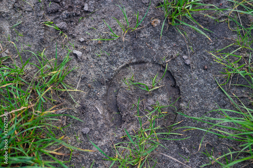 a hoof   print in the dark sand on a dirt road with green grass in the picture