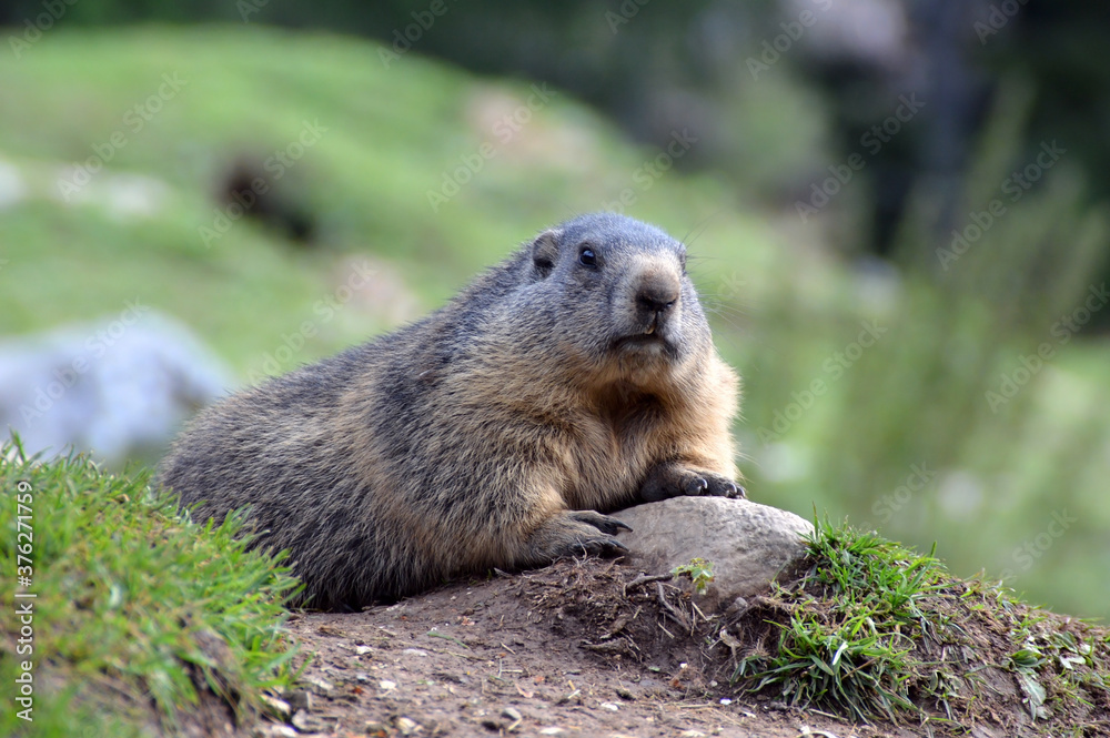 Marmot in Austrian Alps Marmot in Austrian Alps