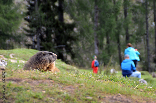 Marmot glancing at people