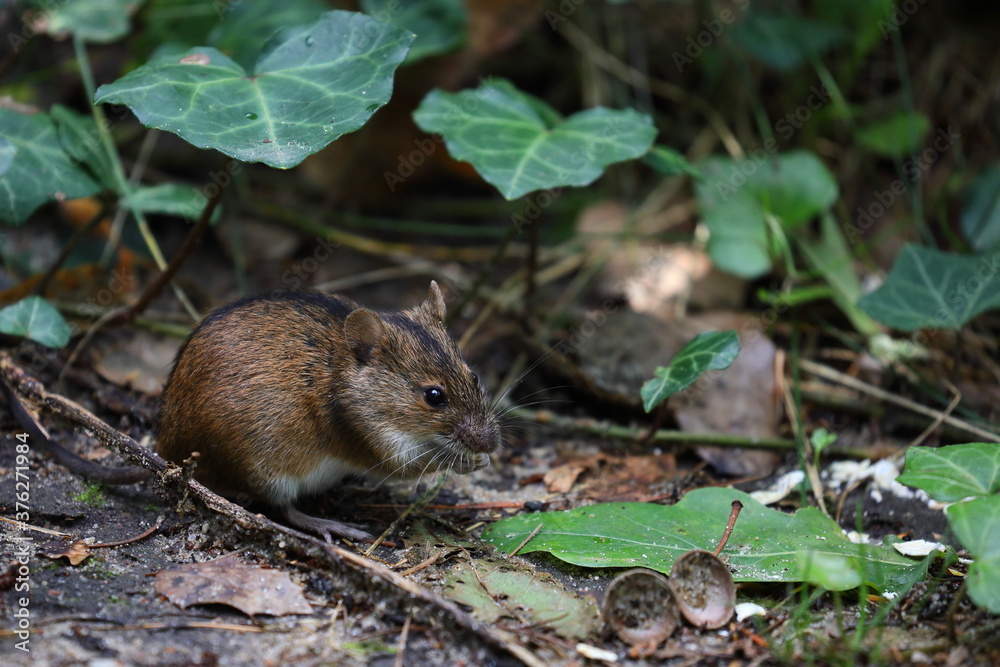 A field mouse in the wild,Apodemus agrarius A field mouse in the wild,Apodemus agrarius