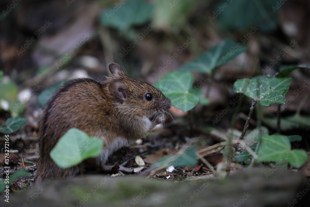 A field mouse in the wild,Apodemus agrarius A field mouse in the wild,Apodemus agrarius