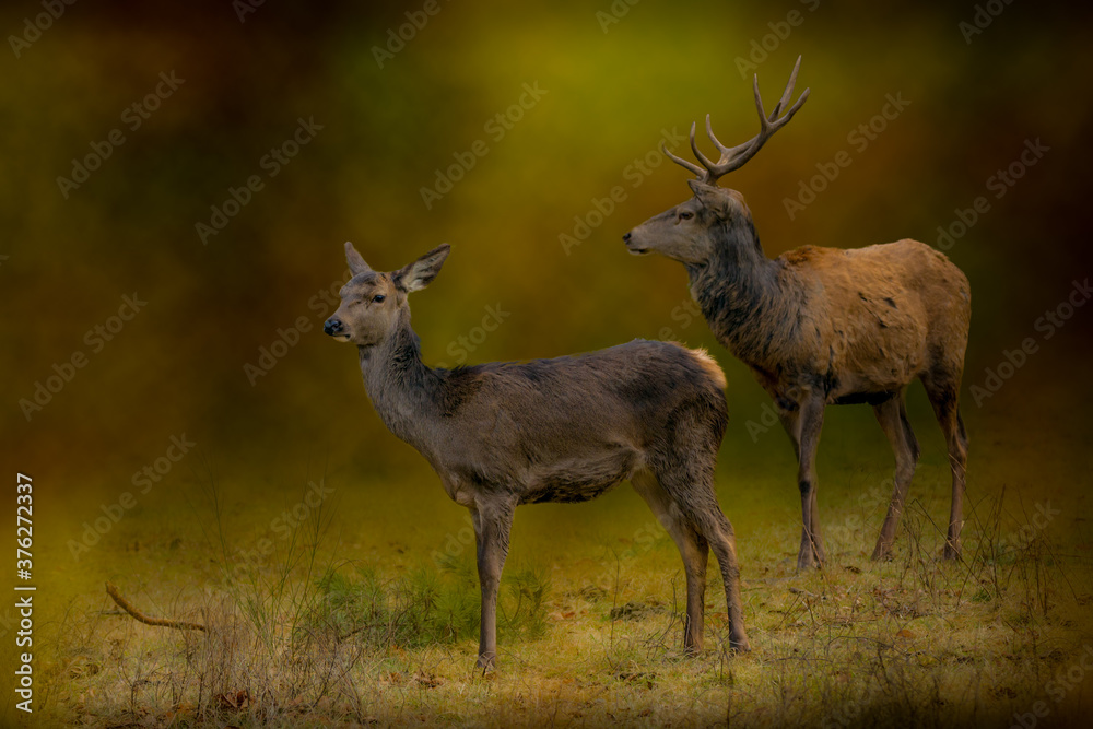 A doe and buck deer seen in a wildlife reserve