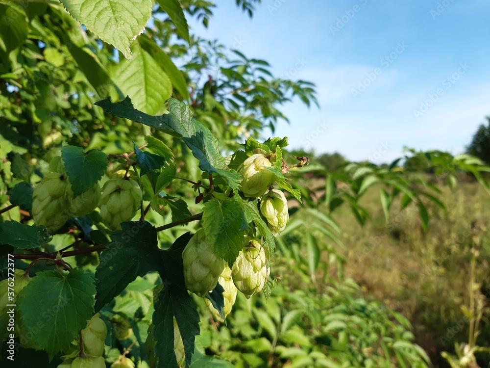 green leaves green leaves