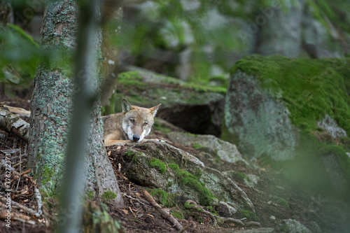 Wolf in the dark forest. Wolf during the day. Rare predators have a rest in the forest. European nature during summer.  © prochym