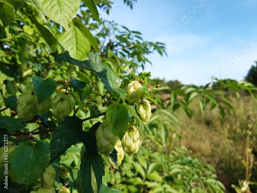 green leaves