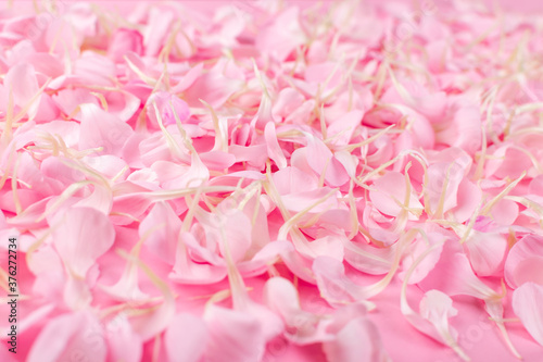 Pink Carnation Petals Texture  Dianthus or Schabaud Background