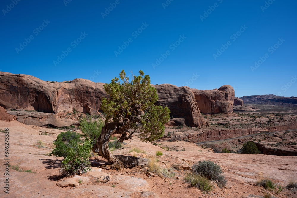 Juniper tree on a clear day in Utah