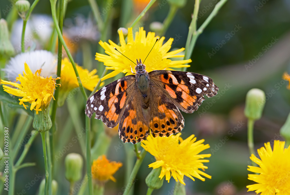 Obraz premium Painted Lady Butterfly