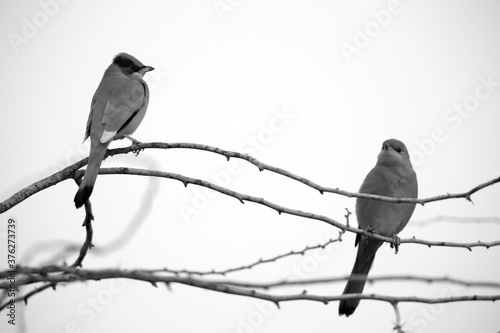 A pair of Grey Hypocolius perched on acacia tree, Bahrain photo