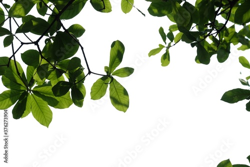 Tropical tree with leaves branches on white isolated background for green foliage backdrop