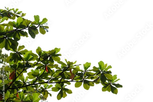 Golden teak tree leaves with branches on white isolated background for green foliage backdrop and copy space