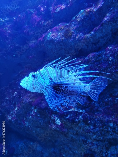 Fisch im Aquarium © K