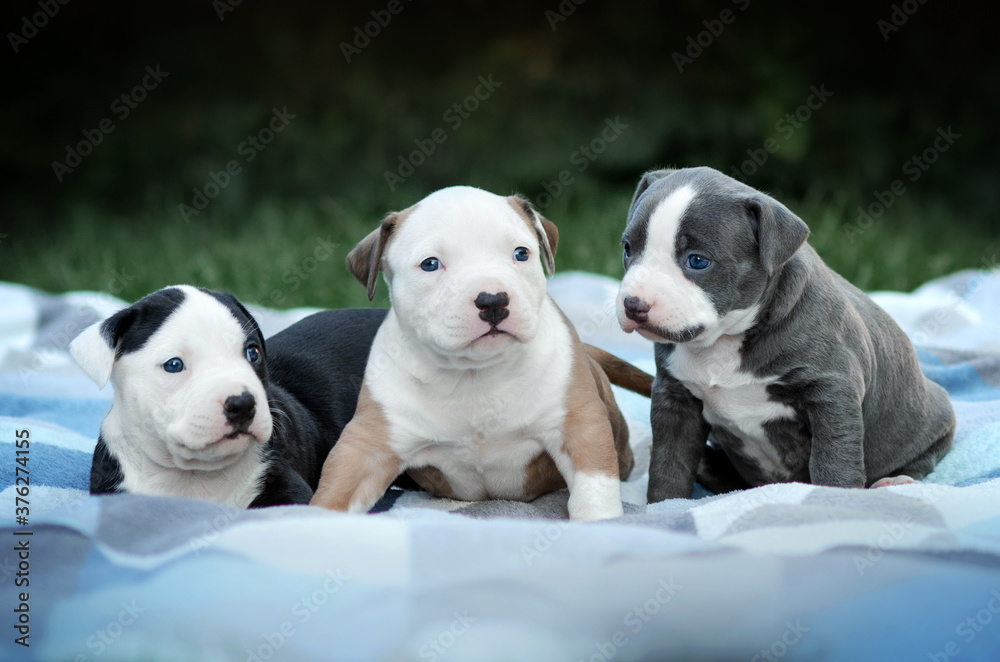 american staffordshire terrier dog cute newborn puppies magical photo babies
