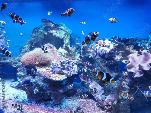 Fische Aquarium