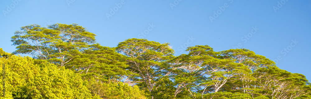 Pine trees with a tropical blue sky