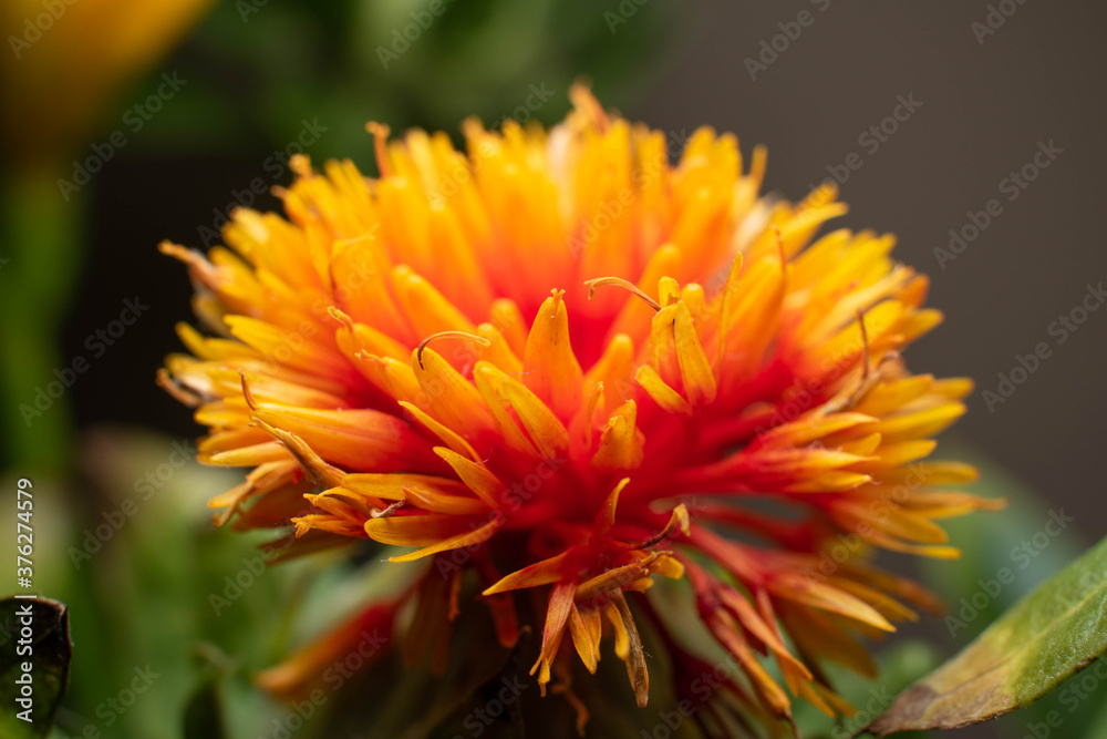 fresh colorful bud of exotic flower