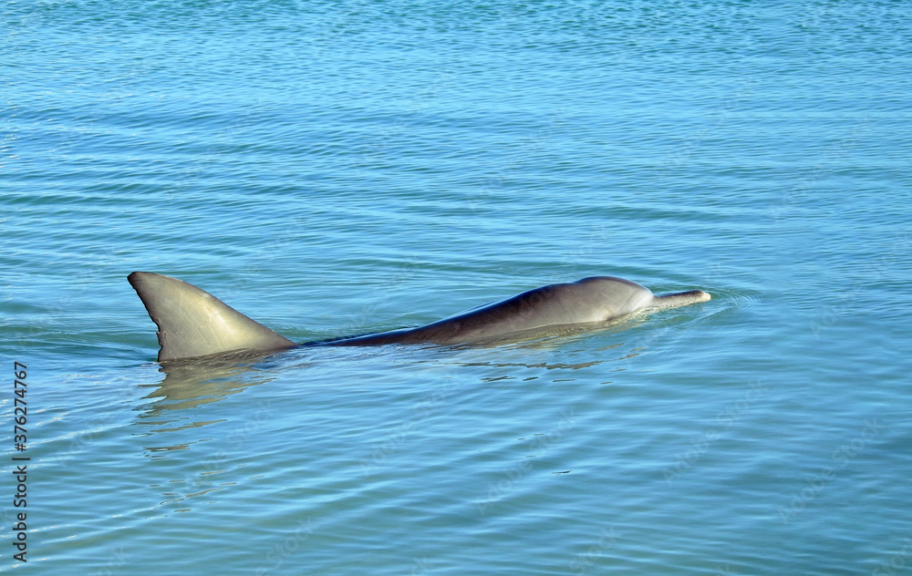 Fototapeta premium Indo-Pacific Bottlenose Dolphin Surfacing at Monkey Mia