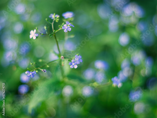 Beautiful closeup forget me not flowers with bright green leaves. Blue wild flowers on the meadow.