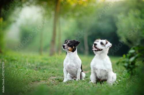 jack russell terrier funny dog ​​lovely portrait walk in nature

