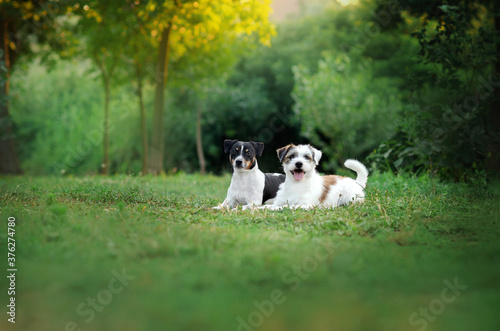 jack russell terrier funny dog ​​lovely portrait walk in nature 