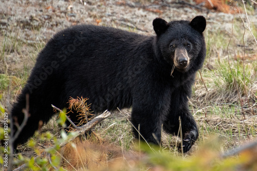 Black Bear seen along the Alaska Highway in Yukon, Canada.