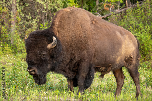 Bison seen along the Alaska Highway in Yukon, Canada. © Lance King