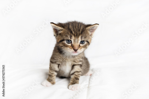 Tabby kitten sitting on white sheet background.