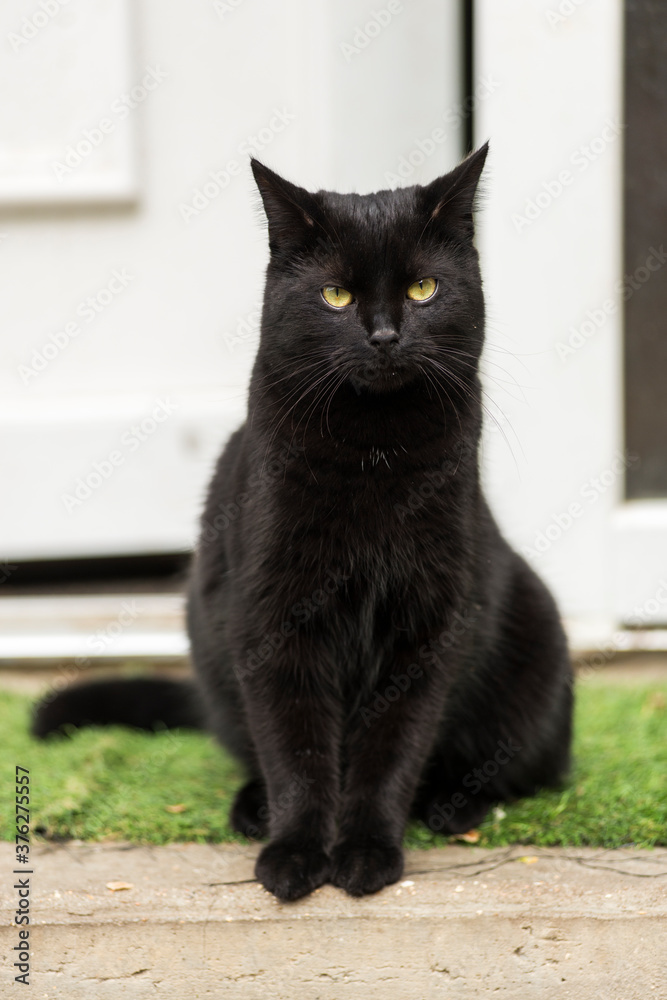 Chat noir majestueux 