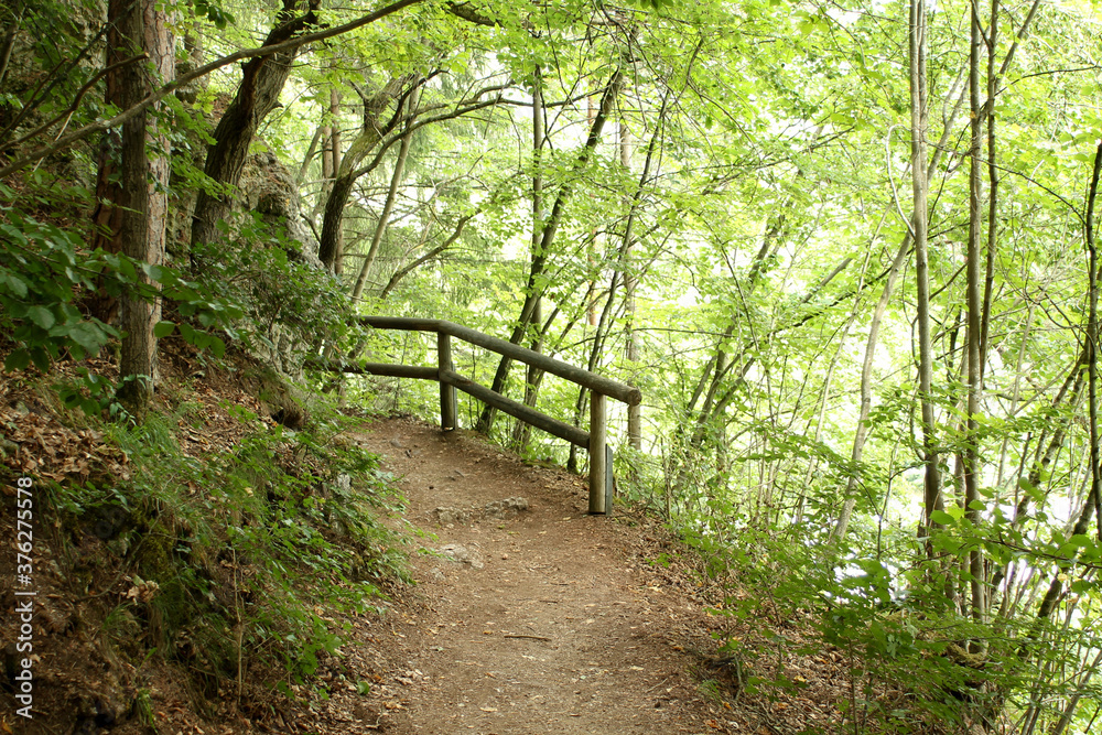 A footpath in the forest a wooden railing is on the edge A footpath in the forest a wooden railing is on the edge