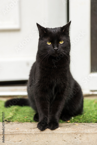 Chat noir majestueux 