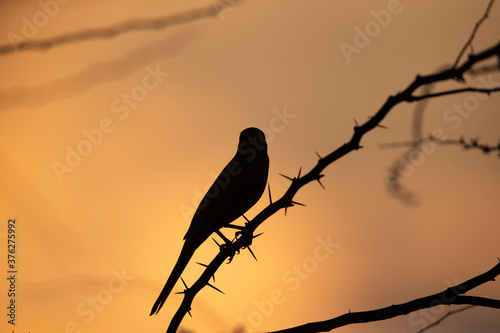Silhouette of Grey Hypocolius perched on acacia tree, Bahrain photo