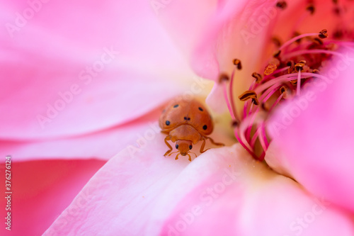 Orange ladybug walking among the delicate and soft pink petals of a rose
