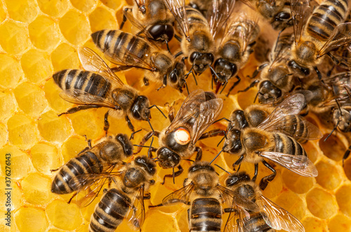 the queen (apis mellifera) marked with dot and bee workers around her - life of bee colony