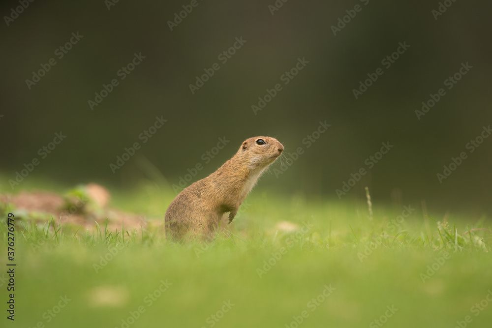 European ground squirrel moving on the meadow. Skillful squirrels. European wildlife nature. Squirrel near the burrow. Hungry squirrel eating near the burrow. European ground squirrel moving on the meadow. Skillful squirrels. European wildlife nature. Squirrel near the burrow. Hungry squirrel eating near the burrow.