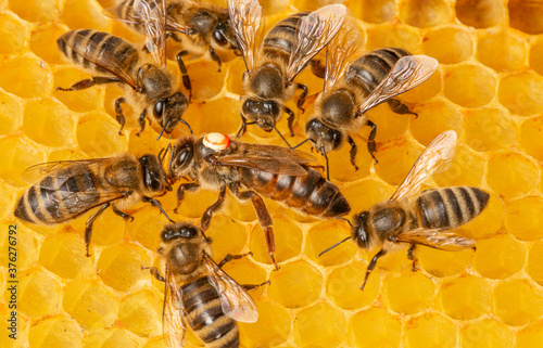 the queen (apis mellifera) marked with dot and bee workers around her - life of bee colony © Vera Kuttelvaserova