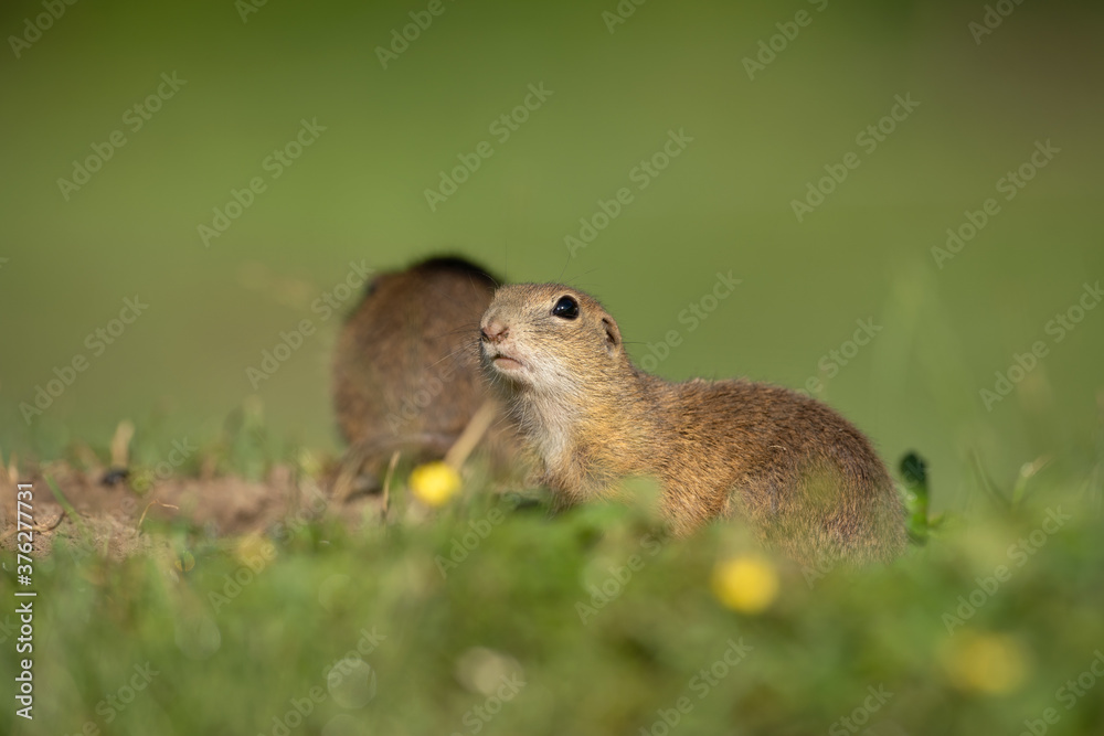 Obraz premium European ground squirrel moving on the meadow. Skillful squirrels. European wildlife nature. Squirrel near the burrow. Hungry squirrel eating near the burrow.