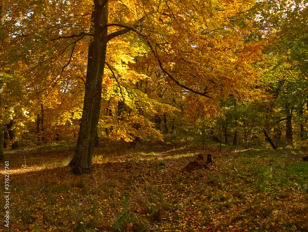 Obraz premium Autumn landscape. Beautiful pathway through in forest. Nature colorful landscape, red and orange fall background.